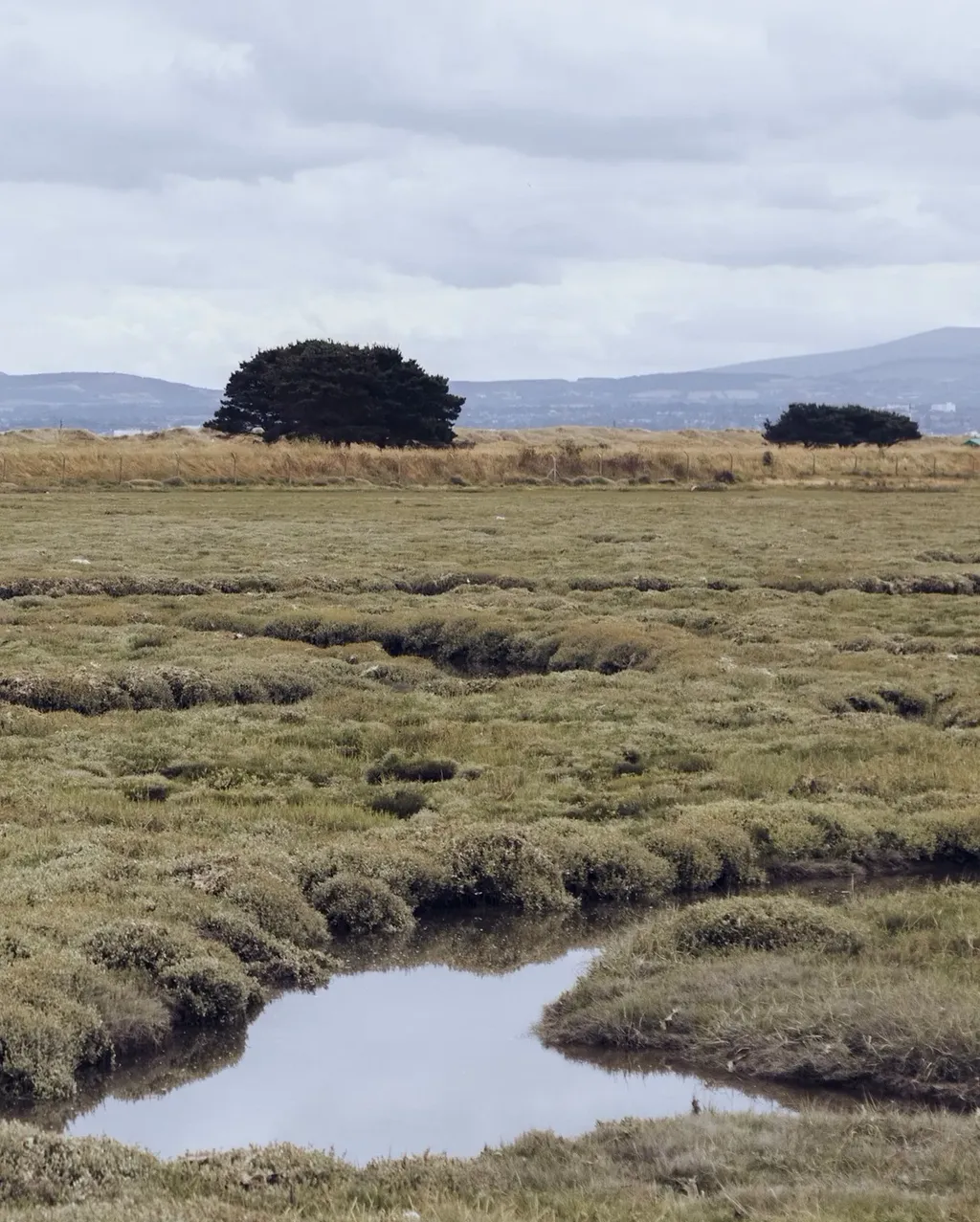 Wetland