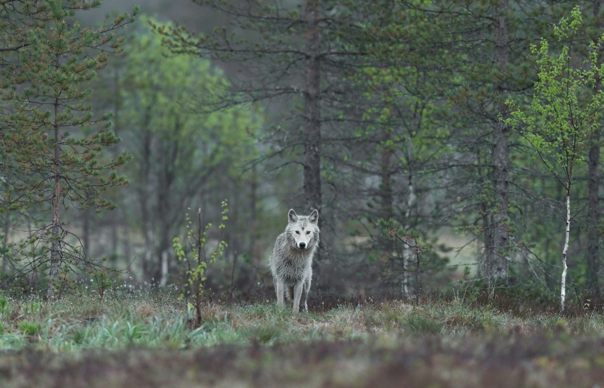 The Wolf’s Comeback – Beyond the Myths and Headlines