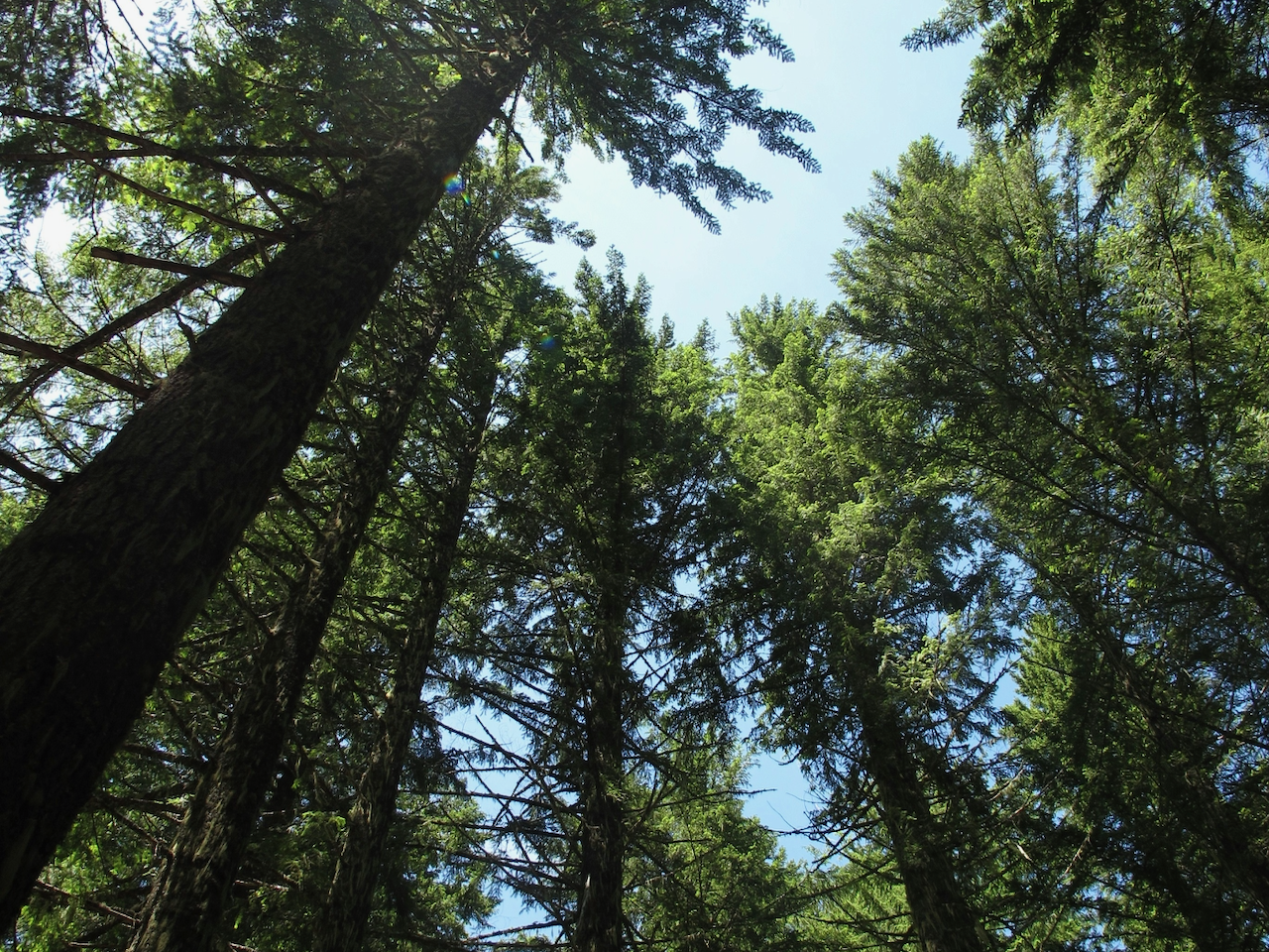 Statement on the Potential Postponement of the EU Deforestation Regulation