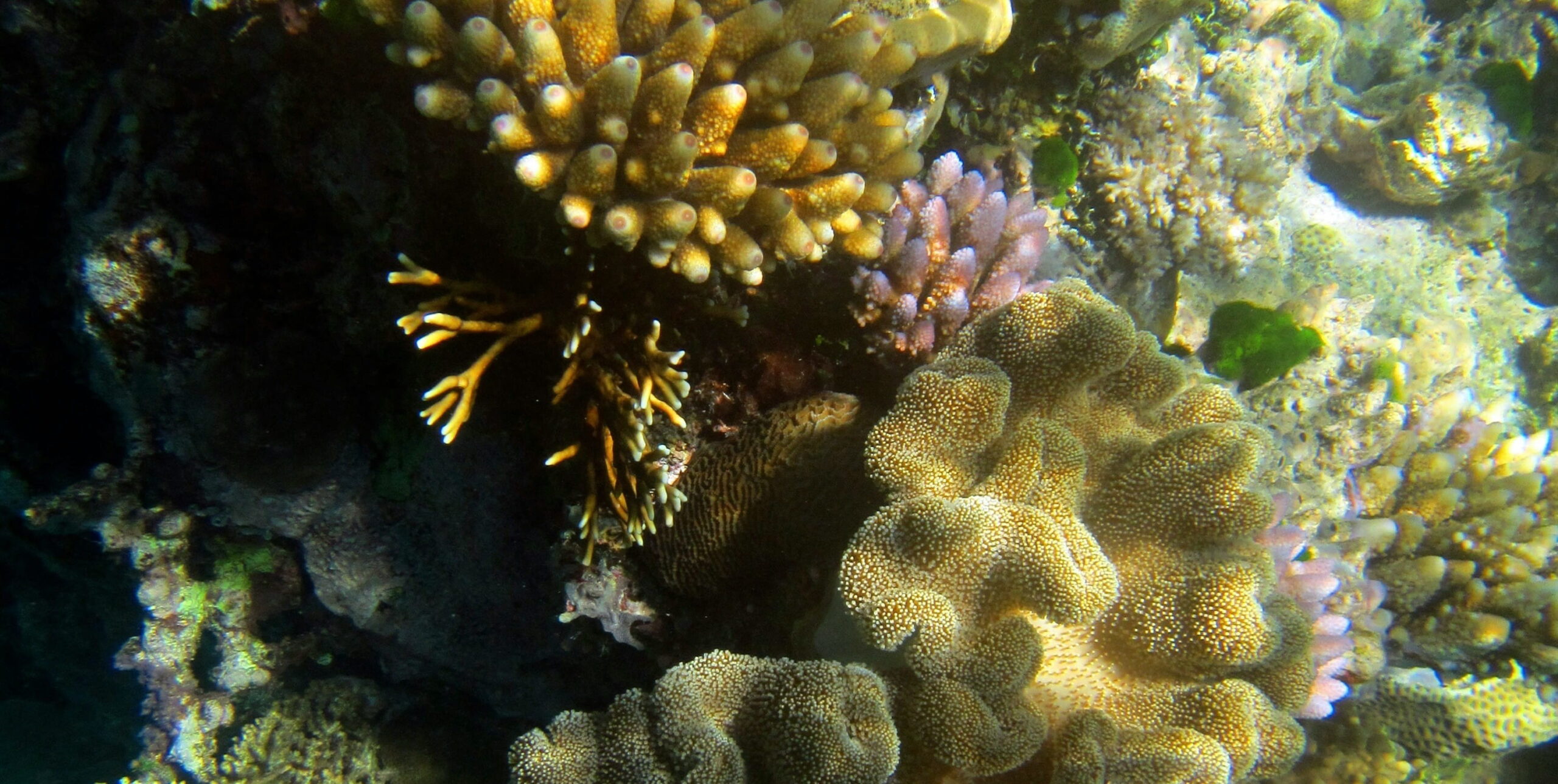 Builders, sentinals and invaders of marine ecosystems