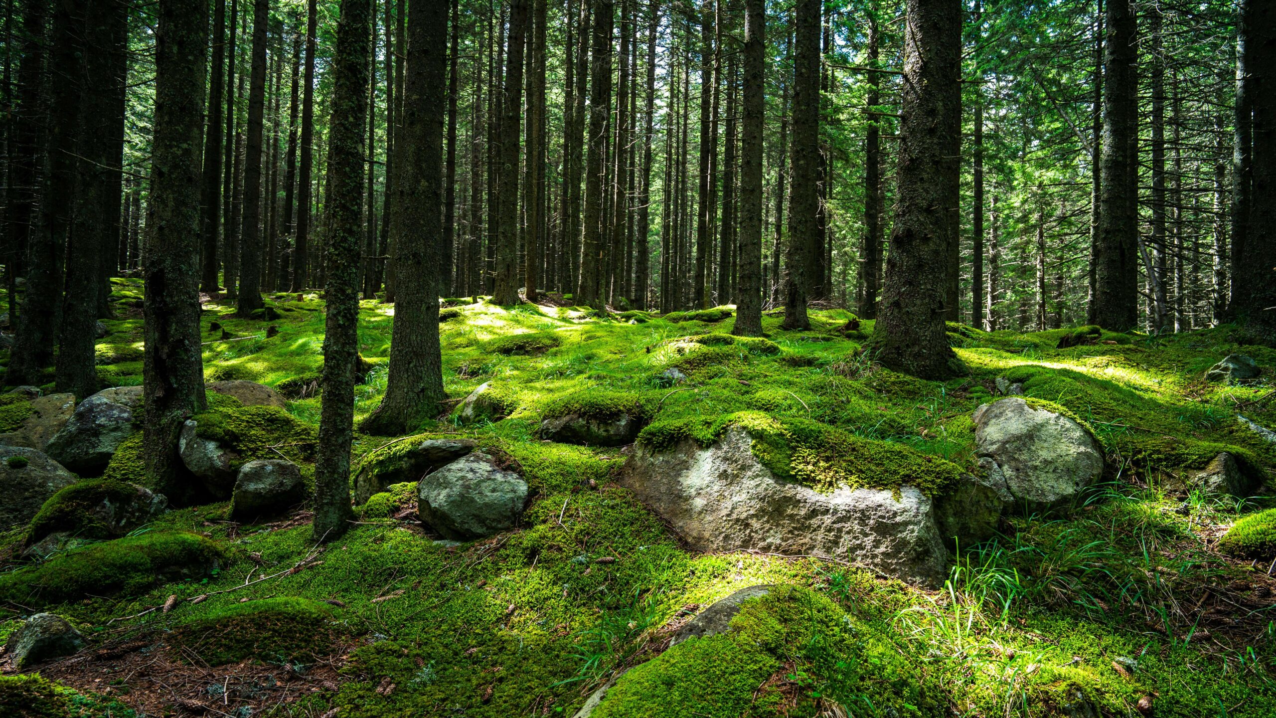 European forest ecosystems: biodiversity, biodindicators and invasive species