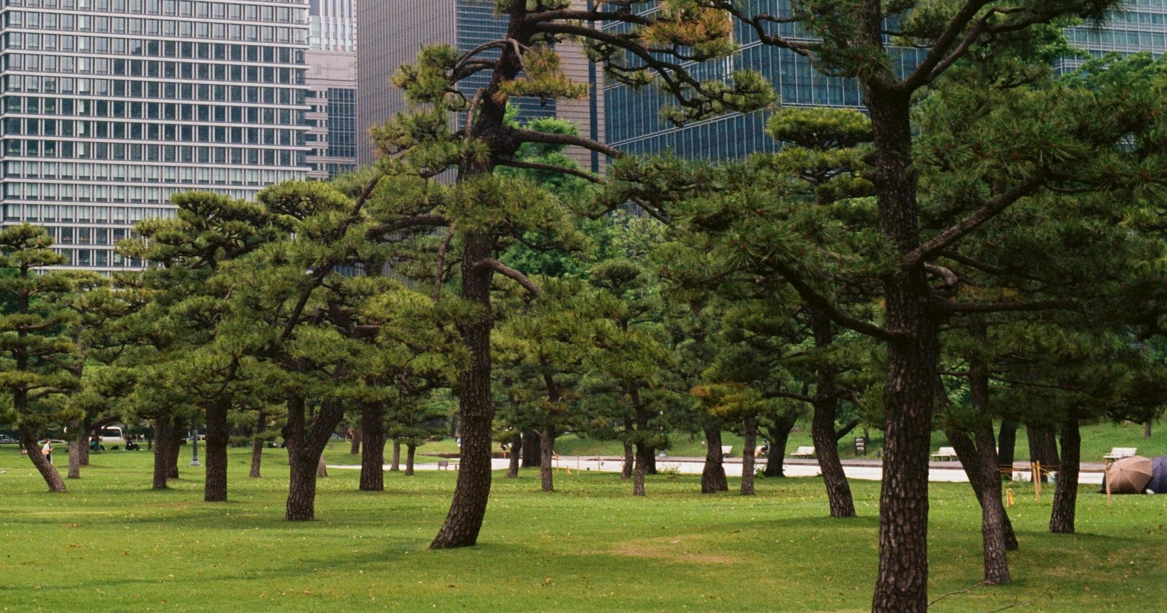 Urban wildlife in Europe: biodiversity, ecosystem services and invasive species in cities