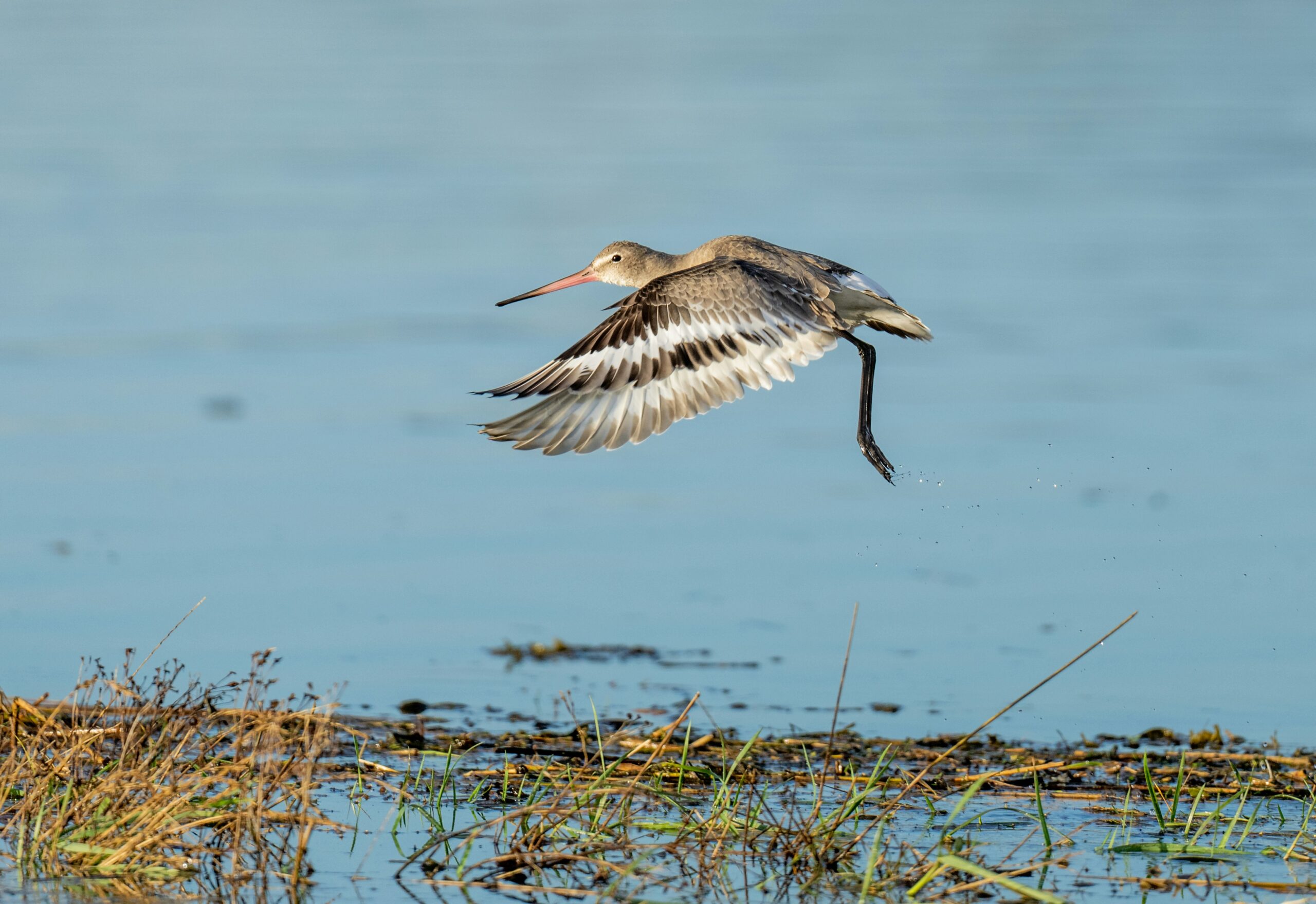 black-tailed gotwit