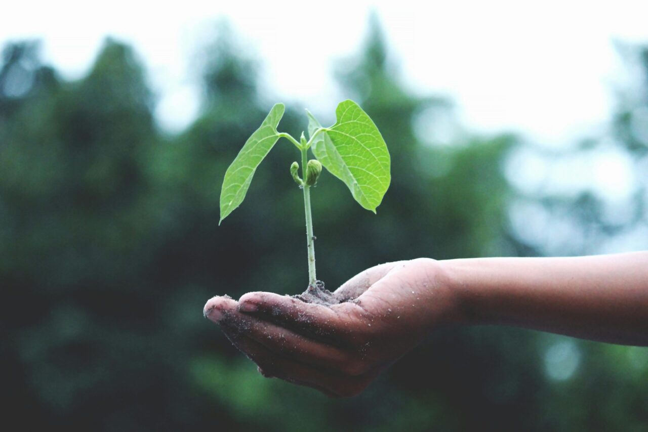 Hands holding a seedling