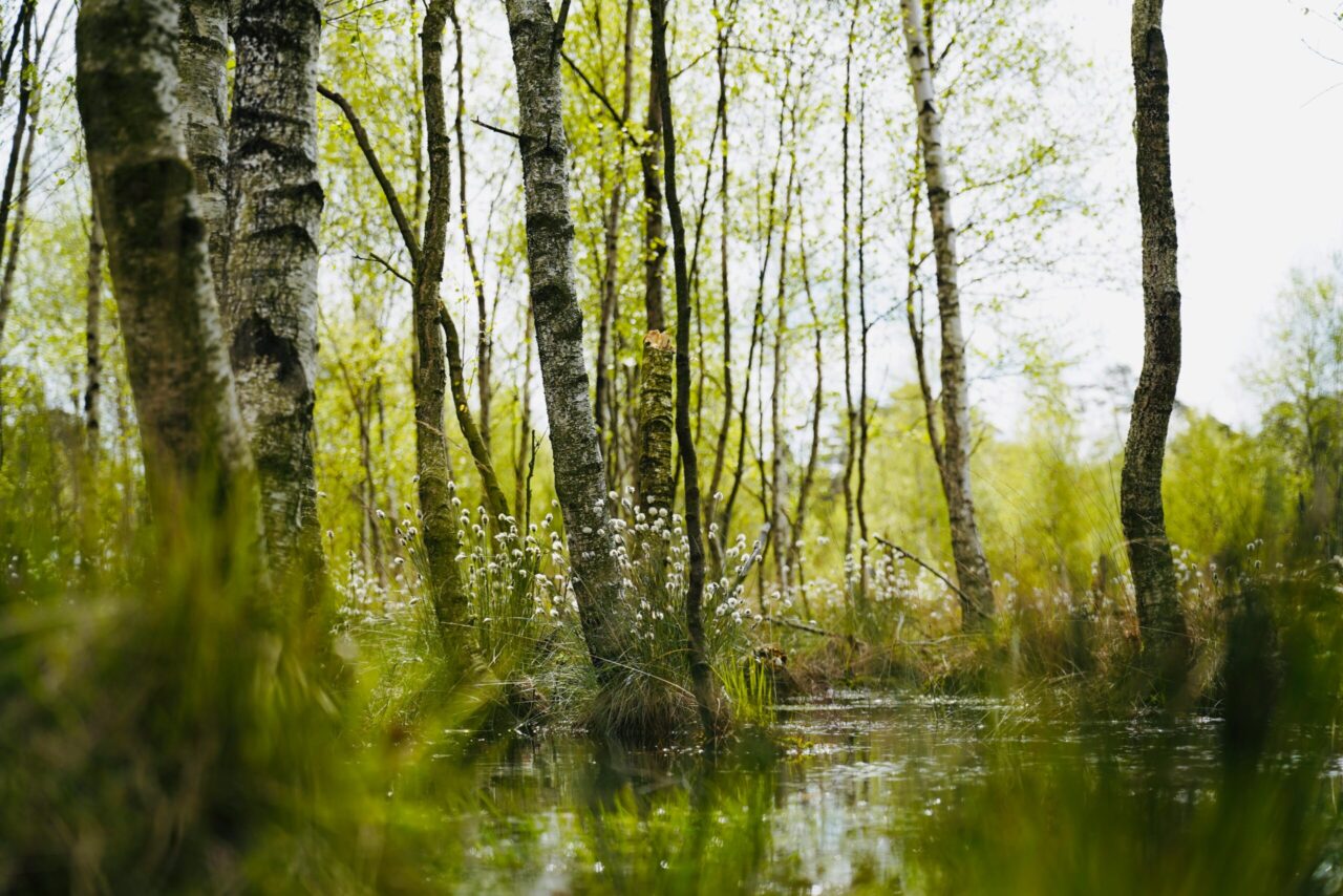 Swamp forest